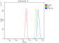 Anti-POR Antibody Picoband™ (monoclonal, 7F5)